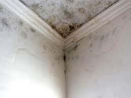 Mold Documentation for Insurance Claims in Iroquois Point, HI